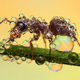 Illustration for article titled Behold the jewel-like beauty of dew-covered insects photographed close-up